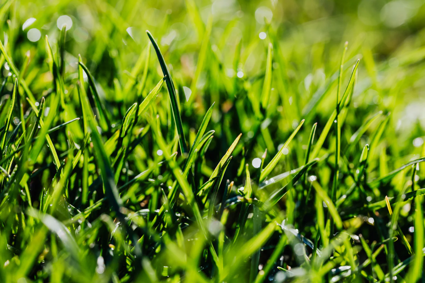 Achieving the Perfect Rockwall Bermuda Lawn Care Routine