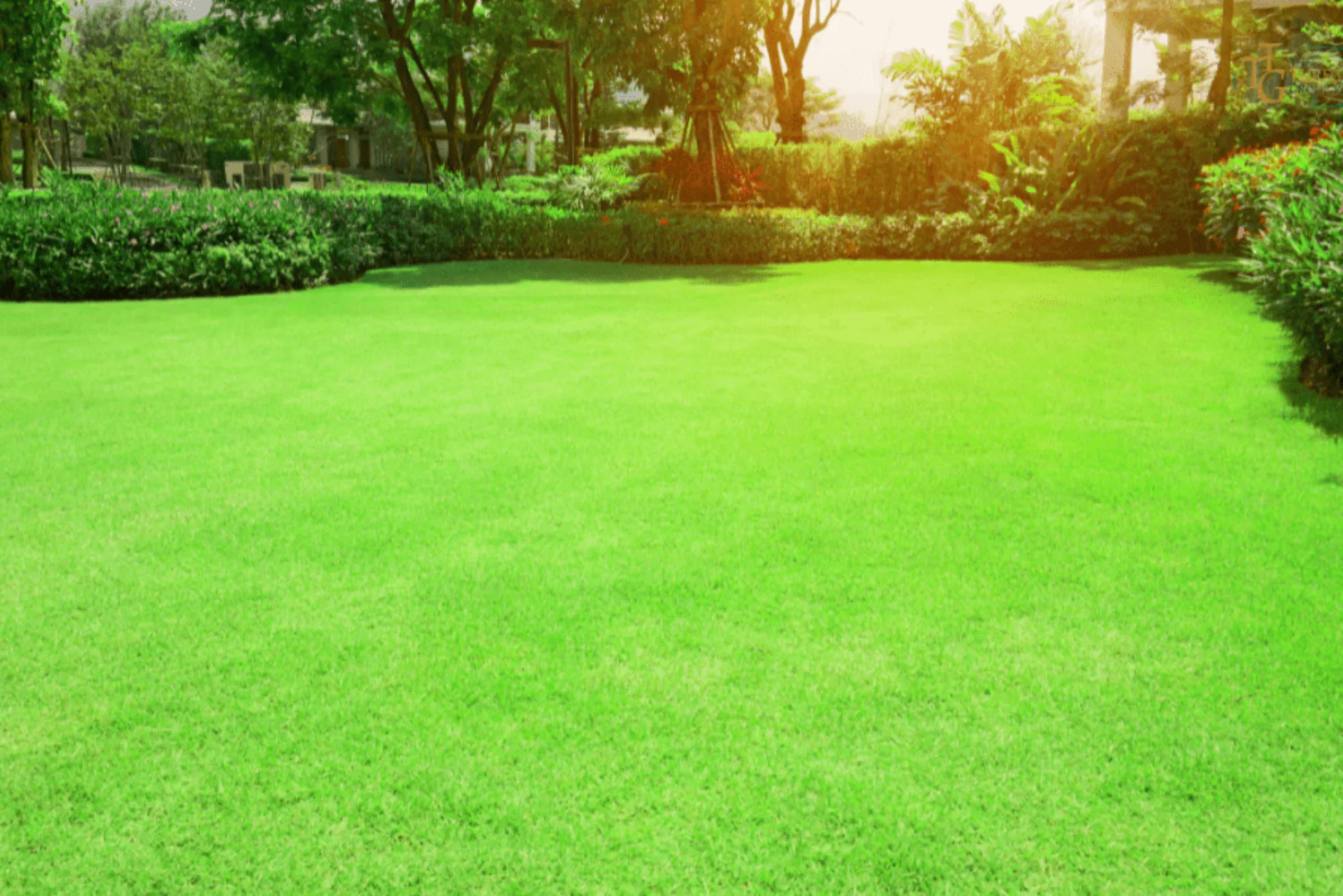 Cultivating Superior Zoysia Lawn Health Rockwall