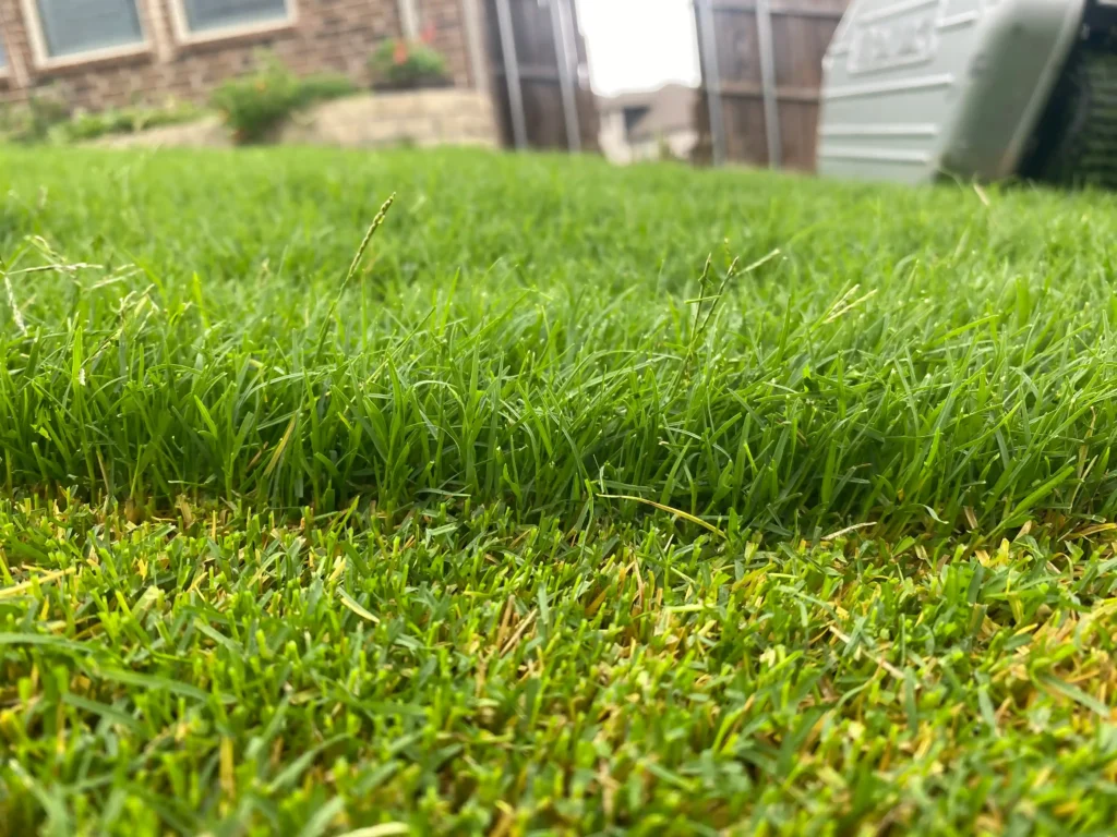 Achieving the Perfect Rockwall Bermuda Lawn Care Routine
